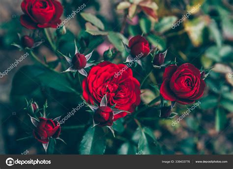 Beautiful Red Roses Flowers Photos Best Flower Site