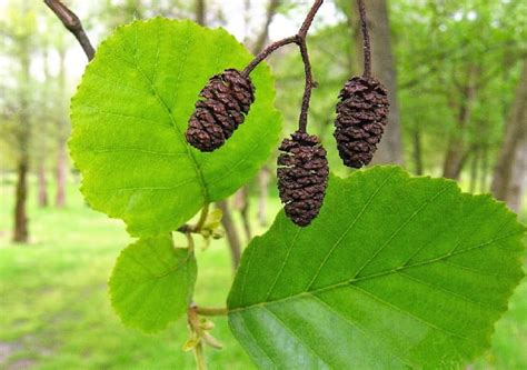 Alnus Glutinosa Aliso Negro