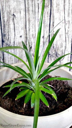 How To Grow A Pineapple Plant Tutorial With Images Pineapple