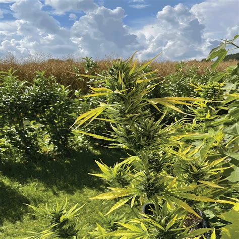 Unlock Natures Potential With Our Top 5 Outdoor Cannabis Seeds