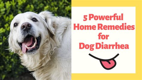 What Is A Home Remedy For Dog Diarrhea