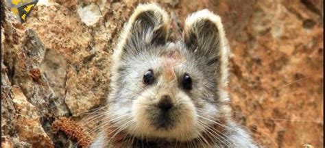 Strictly only hlb albums here. 'Magic rabbit' nears extinction in China | Règne animal ...