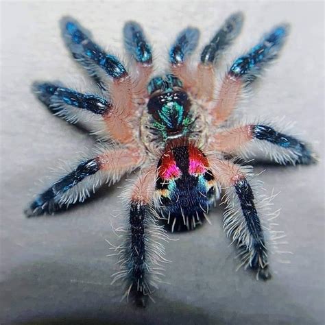 Brazilian Jewel Tarantulas Are Arguably The Most Beautiful Spiders In