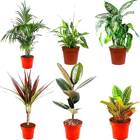 Indoor Plants Real Mix Of 6 House Plants In 12cm Pots Real Plants To