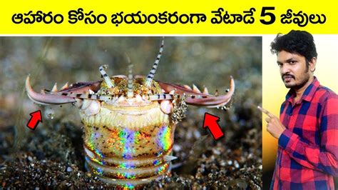🔵 Top Interesting And Amazing Facts In Telugu Most Dangerous Sea