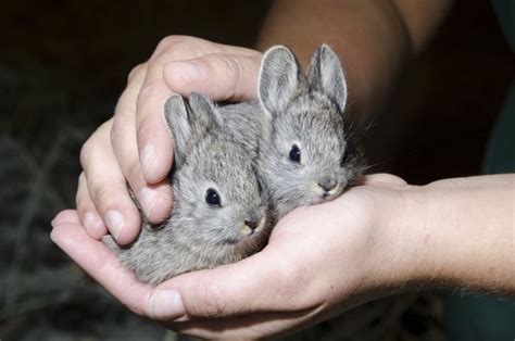 Smallest Rabbit Breeds 10 Rabbits That Stay Small Forever Wonderslist