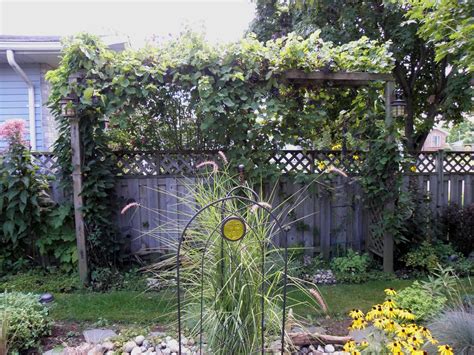 Issai is less vigorous and it produces fruit without male, though its production is a lot more with a male. CanadianGardenJoy: Blog Carnival Post : )