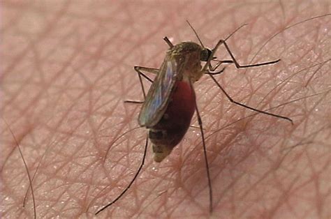 Images Of Mosquito Bites