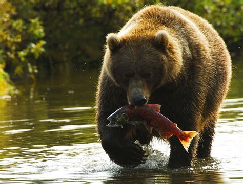 Alaska Salmon For Dinner Bear Fishing Brown Bear Bear Photos