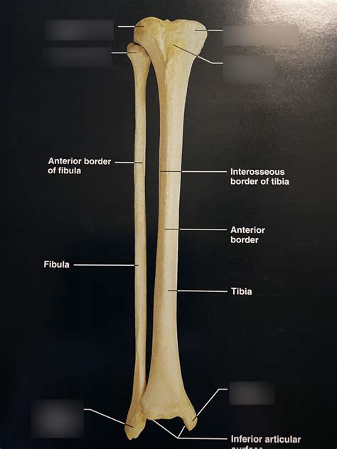 Articulated Right Tibia And Fibula Anterior View Diagram Quizlet