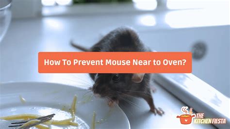 Mouse Droppings In The Oven How To Clean And Prevent Them