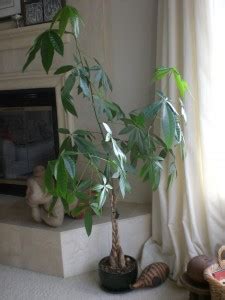 Maybe you would like to learn more about one of these? What's a Money Tree? - Asian Lifestyle Design