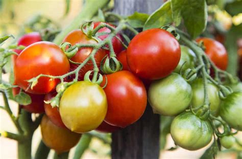 They can be harvested in several pickings. Growing Early-Season Tomatoes for Great Taste - Harvest to ...