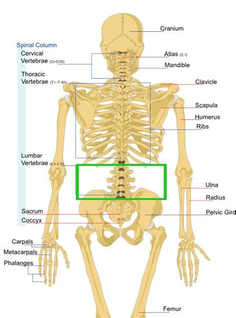 Upper Back Anatomy Bones Arms And Shoulders Bone Labeled Human