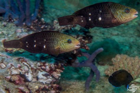 Parrotfish Interesting Facts And Photographs Seaunseen