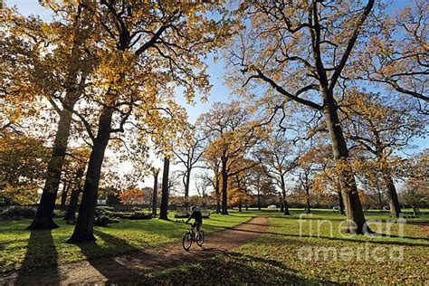 Cycling Through Oak Trees Richmond Park London Uk By Julia Gavin Fine