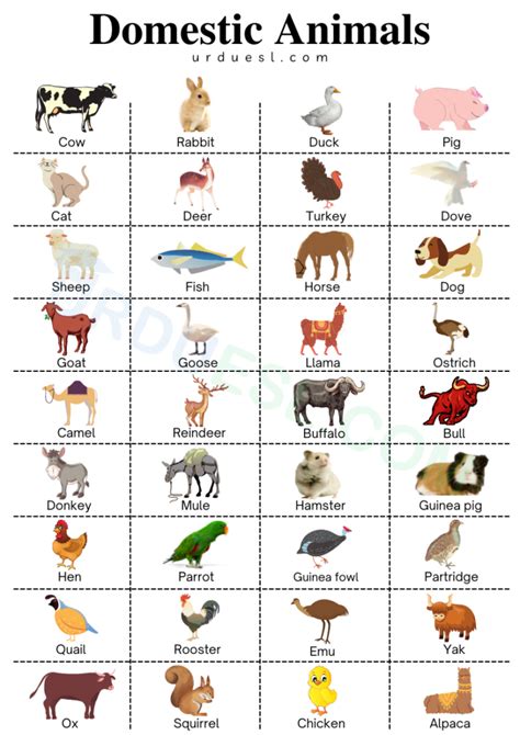 Domestic Animals Images With Names