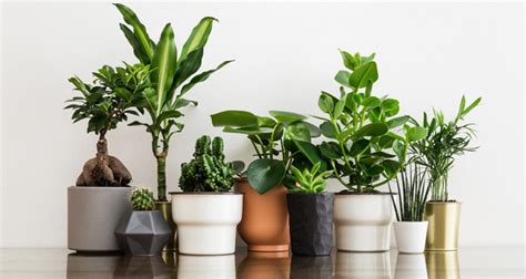 10 Best Air Purifying Indoor Plants For Your Home Buzz