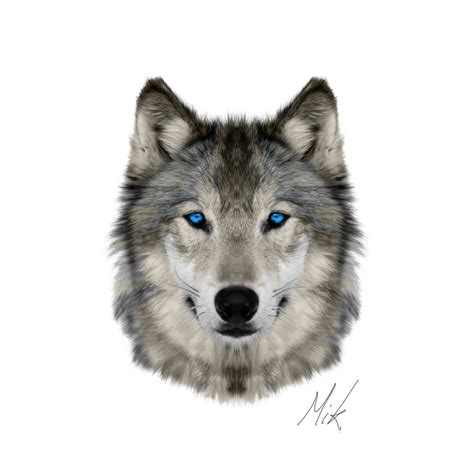 Angry Wolf Face Drawing At Getdrawings Free Download
