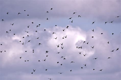 Birds Starlings Swarm Free Photo On Pixabay