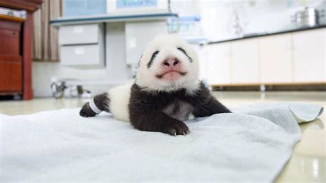 Panda Babies Sleeping In Baskets Make Their First Public Appearance At
