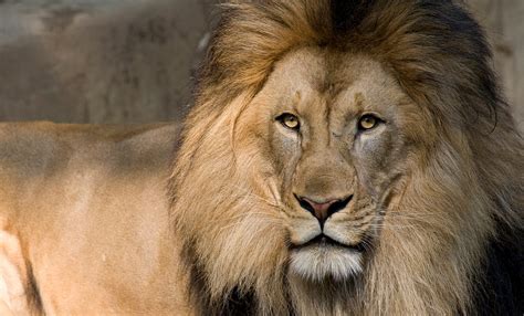 Lion Smithsonians National Zoo