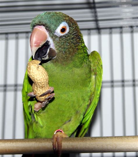 My New Baby A Blue Crown Conure