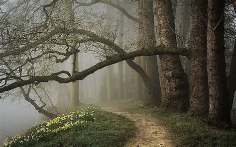 Misty Spring Forest