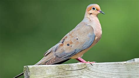 Mourning Dove Call And Sounds What Do They Mean