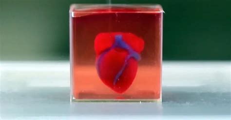 Desarrollaron Un Corazón Vivo Impreso En 3d Infobae