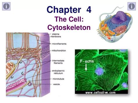 Animal Cell With Cytoskeleton Chapter 1 7 First Exam At Ohio