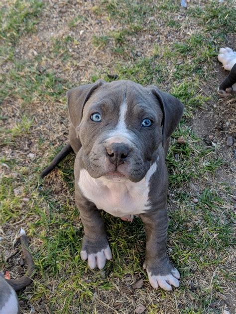 All pitbull and web related images are copyright protected. $500, Blue Nose Brindle American Pitbull Terrier Puppies, Born 1242018. XL BREED, 4 Male Pups ...