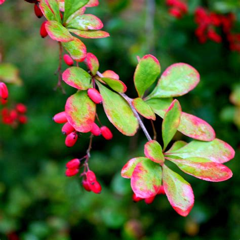 5 Japanese Barberry Hedging Plants 1 2ft Berberis Thunbergii