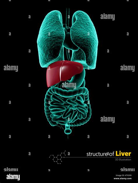 Human Liver 3d Illustartion Isolated Black Background Stock Photo Alamy