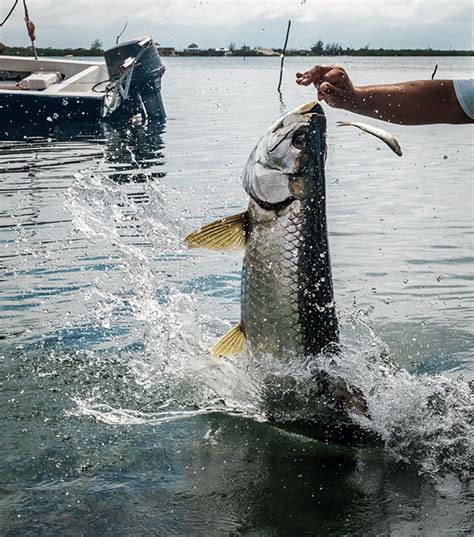 Your Ultimate Guide To Tarpon Fishing In Florida Fishing Pioneer