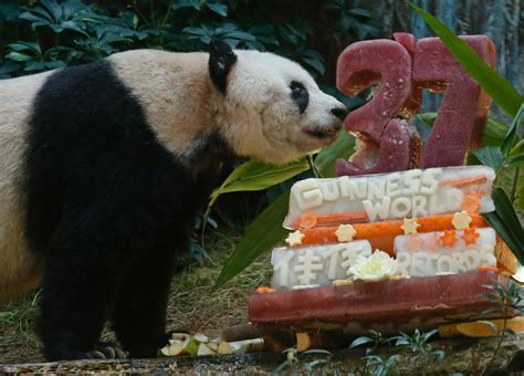Worlds Oldest Panda Celebrates Her 37th Birthday With Two New Record