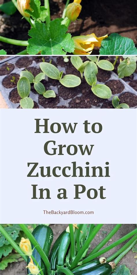 How To Grow Zucchini In A Pot Video Growing Zucchini Container