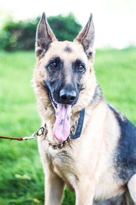 The dashboard displays a dry matter protein reading of 21%, a fat level of 10% and estimated carbohydrates of about 62%. do it yourself divas: Alpo Dog Food