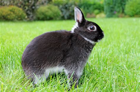 Silver Marten Rabbit Top Facts And Breed Guide