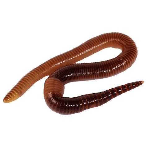 Earthworm Worm Png Transparent Image Download Size 500x500px