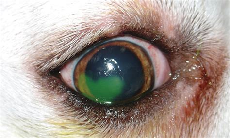 Animal Clinic At Thorndale Pccorneal Ulcers In Dogs