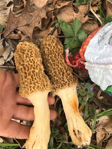 Morel Mushroom Hunting In Central Illinois Wsmbmp