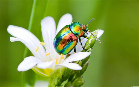 Insect Wallpapers 60 Pictures