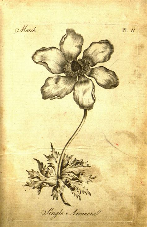 Quit ye blubbering, slide crayon on these pirate coloring pictures. Unexpected Discovery Reveals 18th-Century Adult Coloring ...