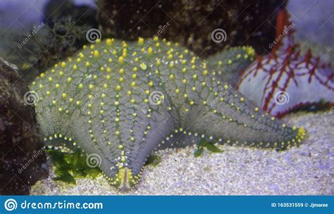 Beaded Sea Star Photographed Underwater Stock Image Image Of Life