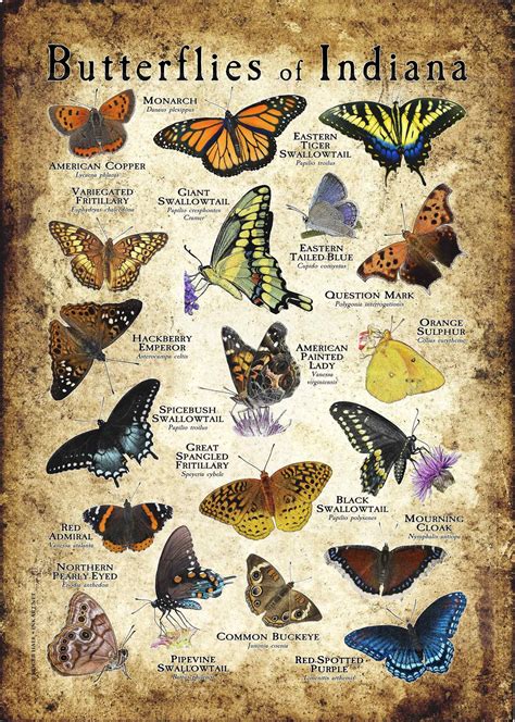 A Colorful Collage Of Scientifically Accurate Illustration Of Various