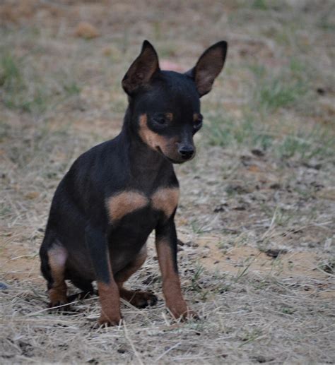 √√ Doberman Puppies Gauteng South Africa Buy Puppy In Your Area