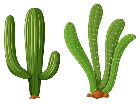 Two Types Of Cactus Plants 299998 Vector Art At Vecteezy