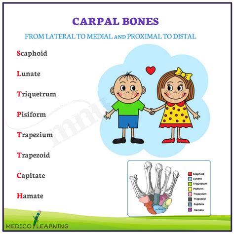 Carpal Bones Mnemonics Medicolearning