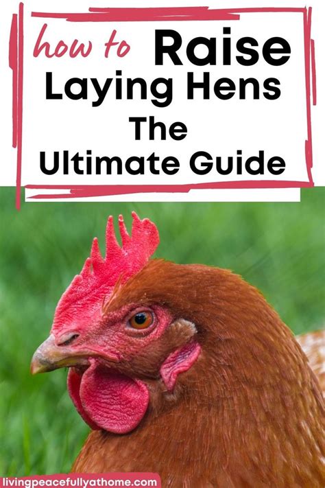 the ultimate beginners guide to raising laying hens in 2021 laying hens raising backyard